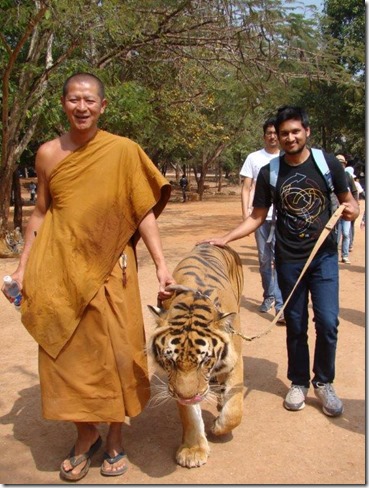Volunteering at Tiger Temple